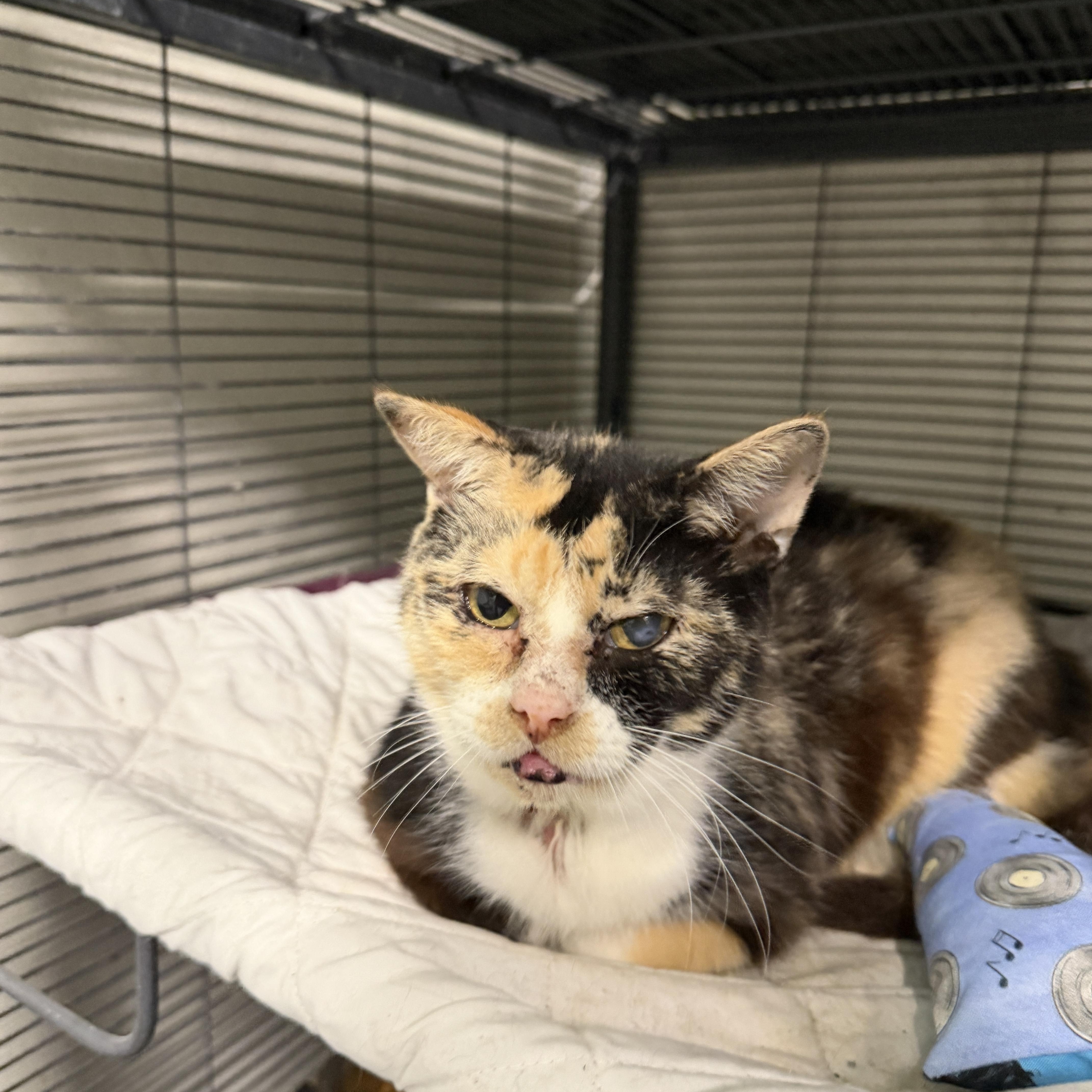 Nanna, Adoptable, Senior Female Domestic Short Hair.