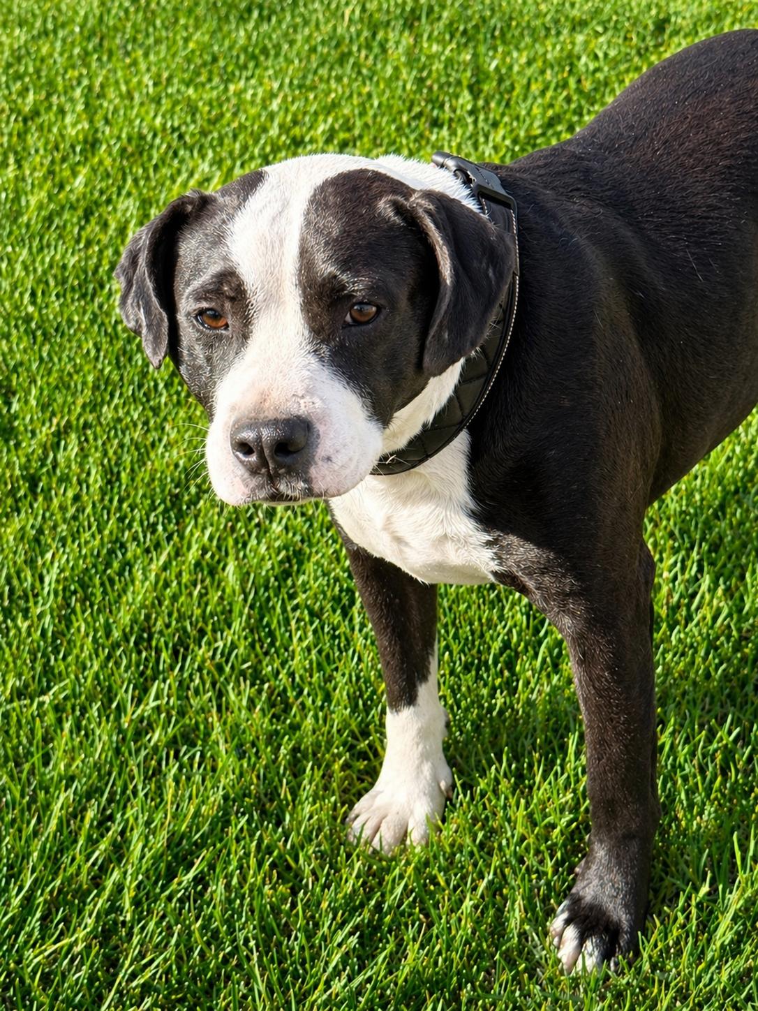 Jake (Courtesy Post), Adoptable, Adult Male American Staffordshire Terrier.