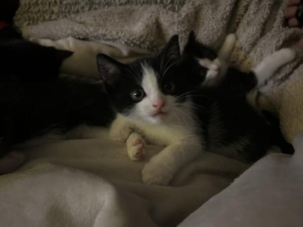 Stuart, Baby Male Tuxedo