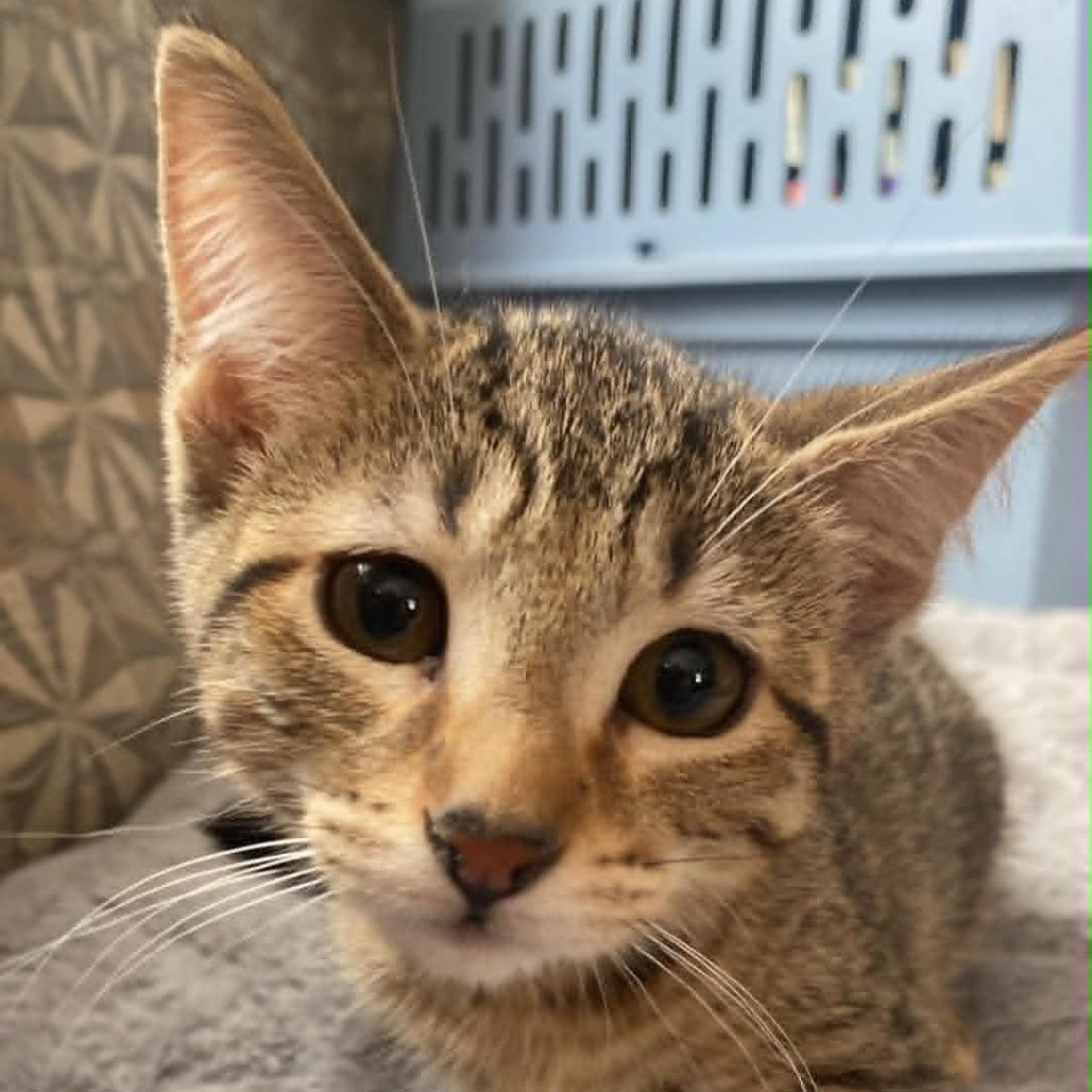Mulberry 22600, a Adoptable Domestic Short Hair in Minneapolis, MN image 1/3