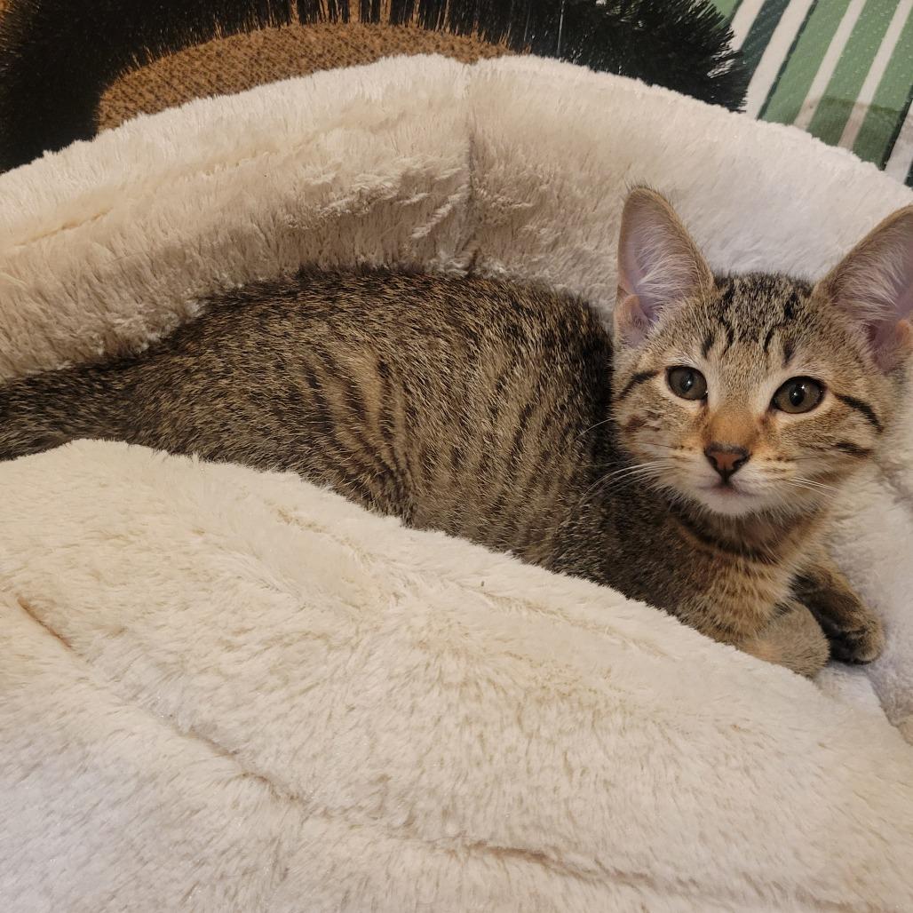 Mulberry 22600, a Adoptable Domestic Short Hair in Minneapolis, MN image 2/3