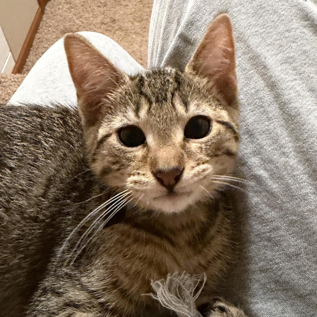 Mulberry 22600, a Adoptable Domestic Short Hair in Minneapolis, MN image 3/3