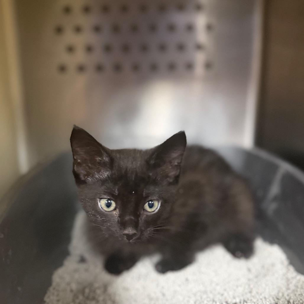 Paulie, Adoptable, Kitten Female Domestic Short Hair.