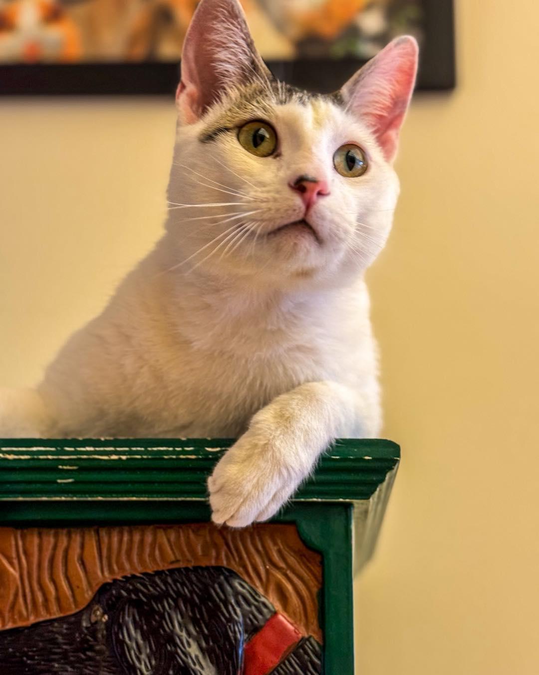 Hemingway, a Adoptable mixed breed in Fremont, MI image 1/3