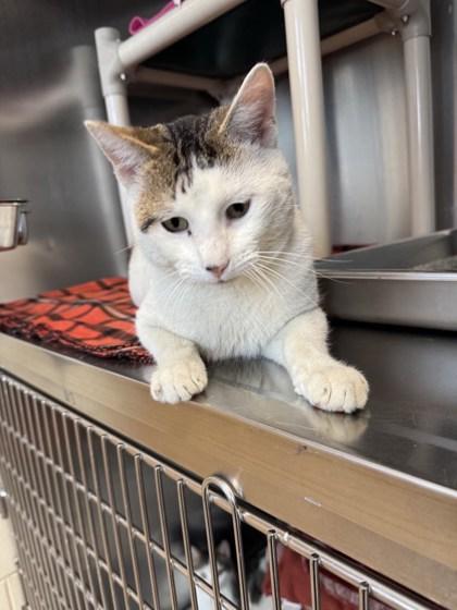 Hemingway, a Adoptable mixed breed in Fremont, MI image 2/3