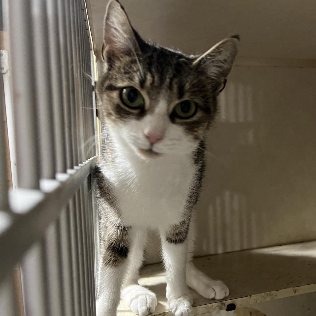 Snowball, Adoptable, Adult Female Domestic Short Hair.