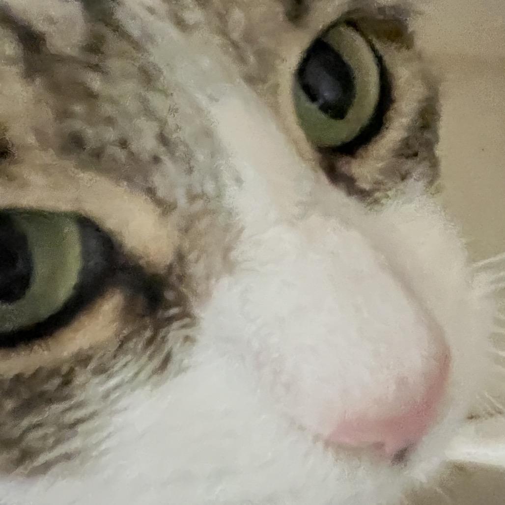 Snowball thumbnail 3