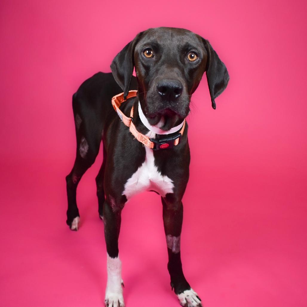 Enlarge Cinder, a Adoptable mixed breed in West Palm Beach, FL image 1/6