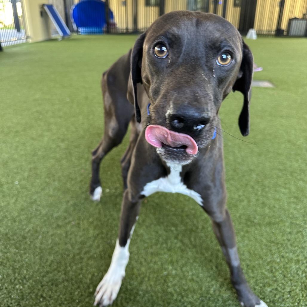 Enlarge Cinder, a Adoptable mixed breed in West Palm Beach, FL image 2/6