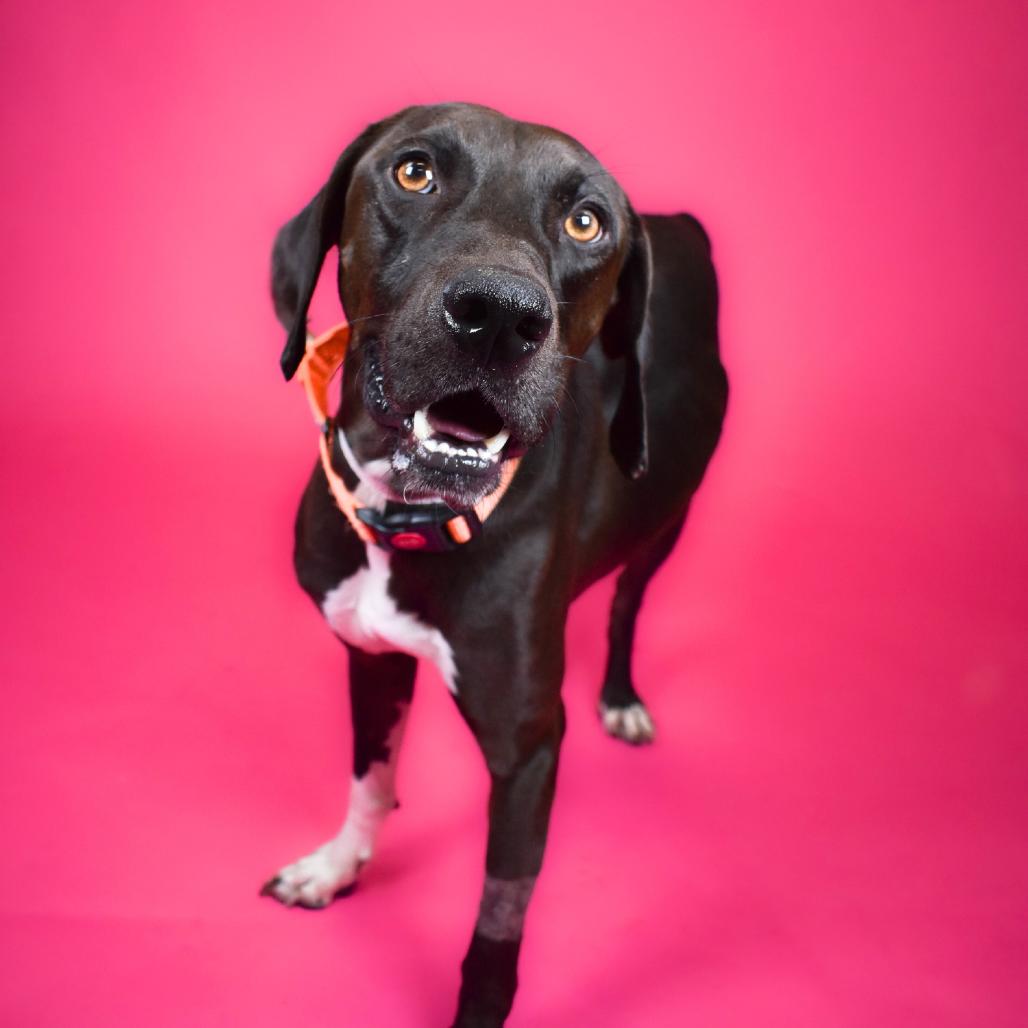 Enlarge Cinder, a Adoptable mixed breed in West Palm Beach, FL image 2/6