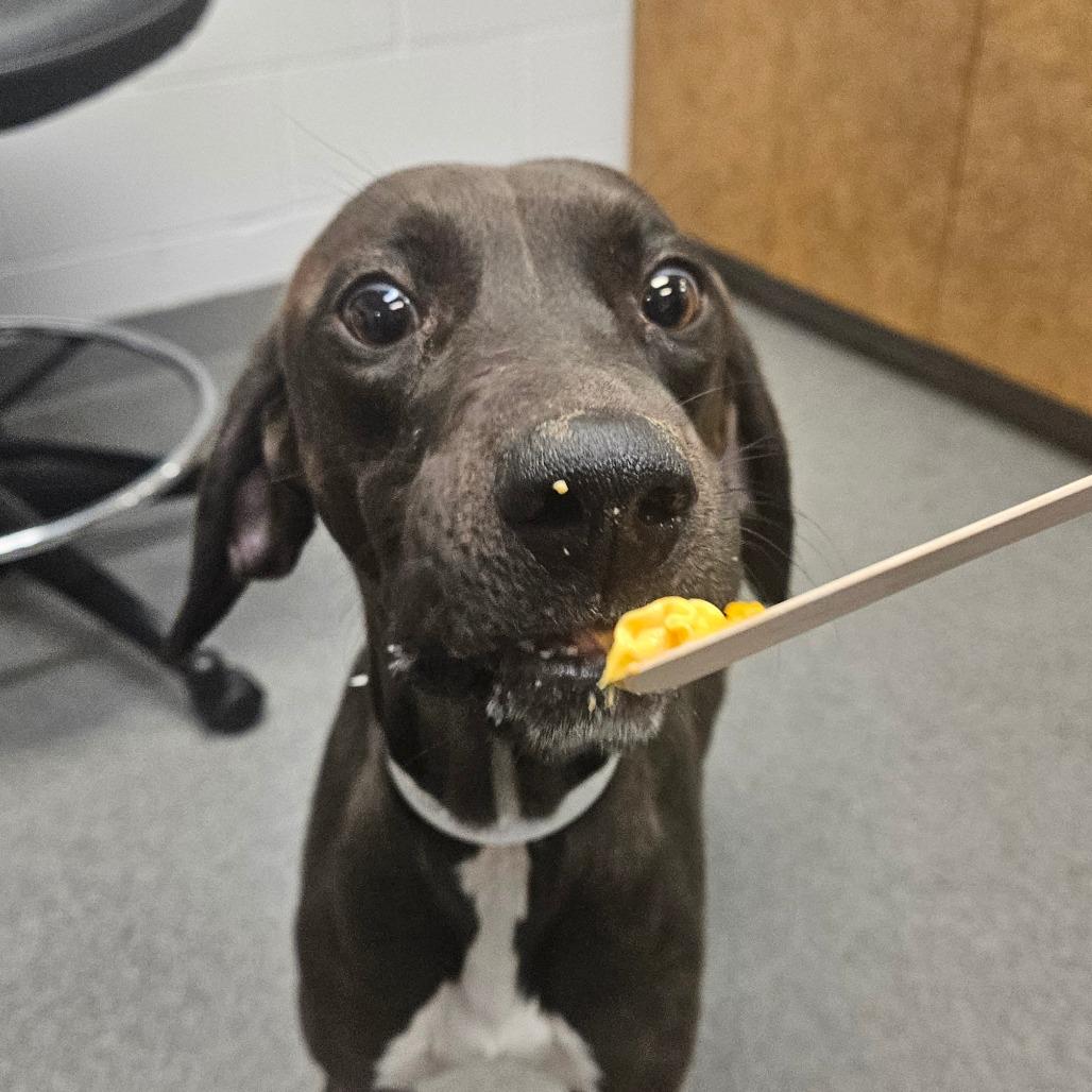 Enlarge Cinder, a Adoptable mixed breed in West Palm Beach, FL image 3/6