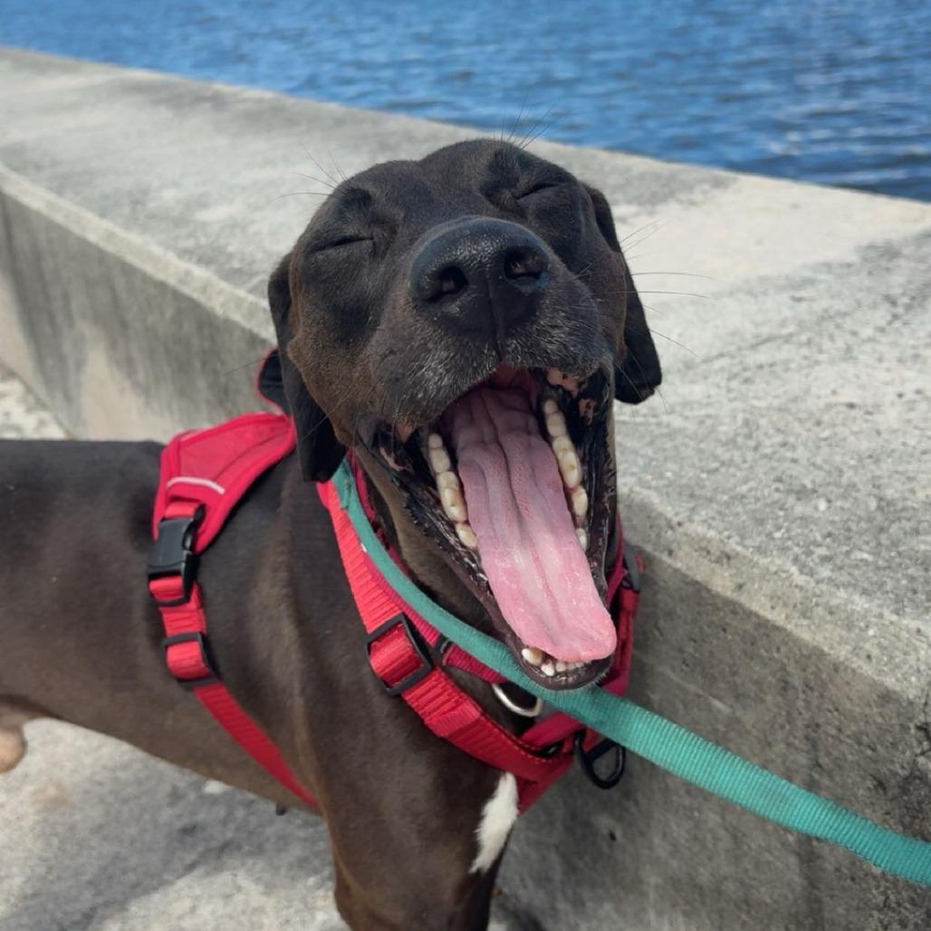 Enlarge Cinder, a Adoptable mixed breed in West Palm Beach, FL image 5/6