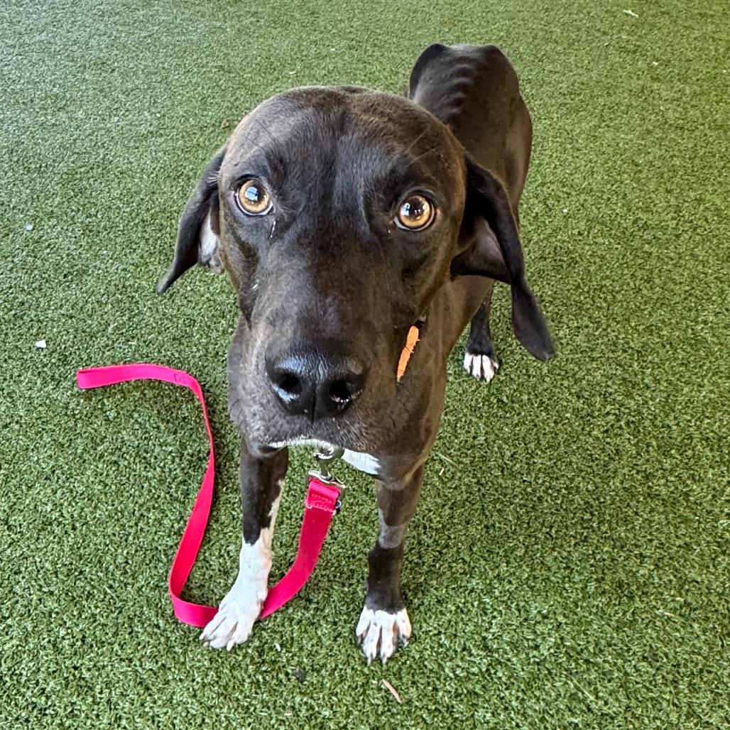 Enlarge Cinder, a Adoptable mixed breed in West Palm Beach, FL image 5/6