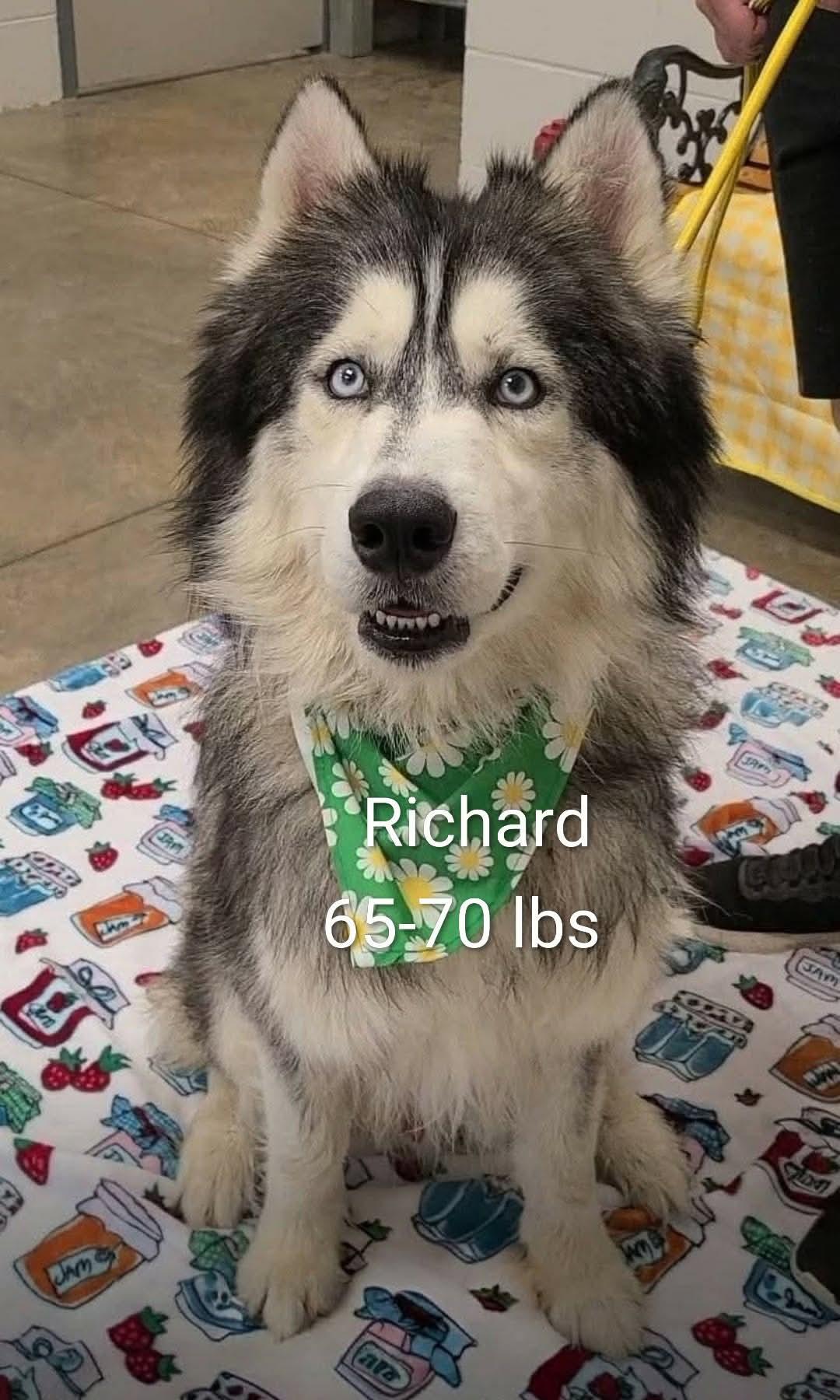 Remi, ADOPTABLE, Adult Male Alaskan Malamute & Siberian Husky.
