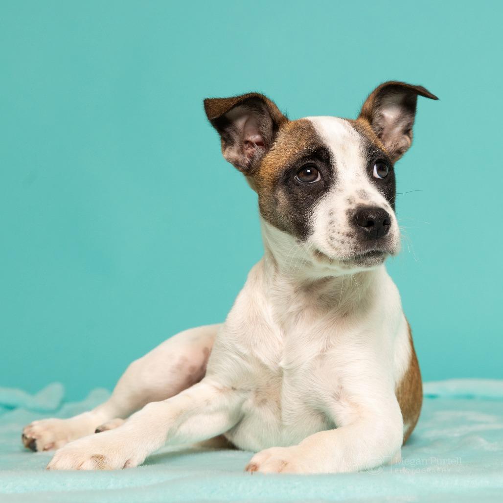 Meeko, a Adoptable mixed breed in Chantilly, VA image 1/6