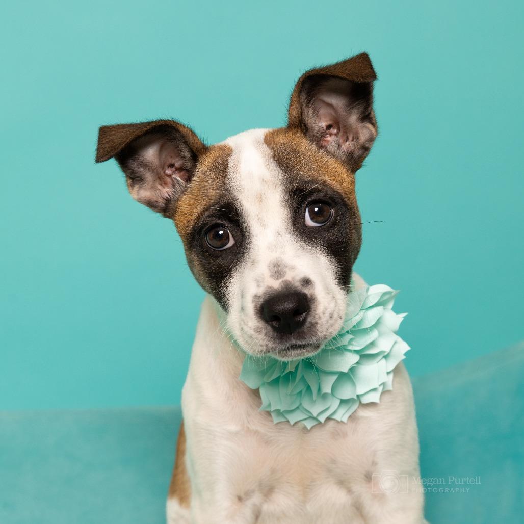 Meeko, a Adoptable mixed breed in Chantilly, VA image 2/6