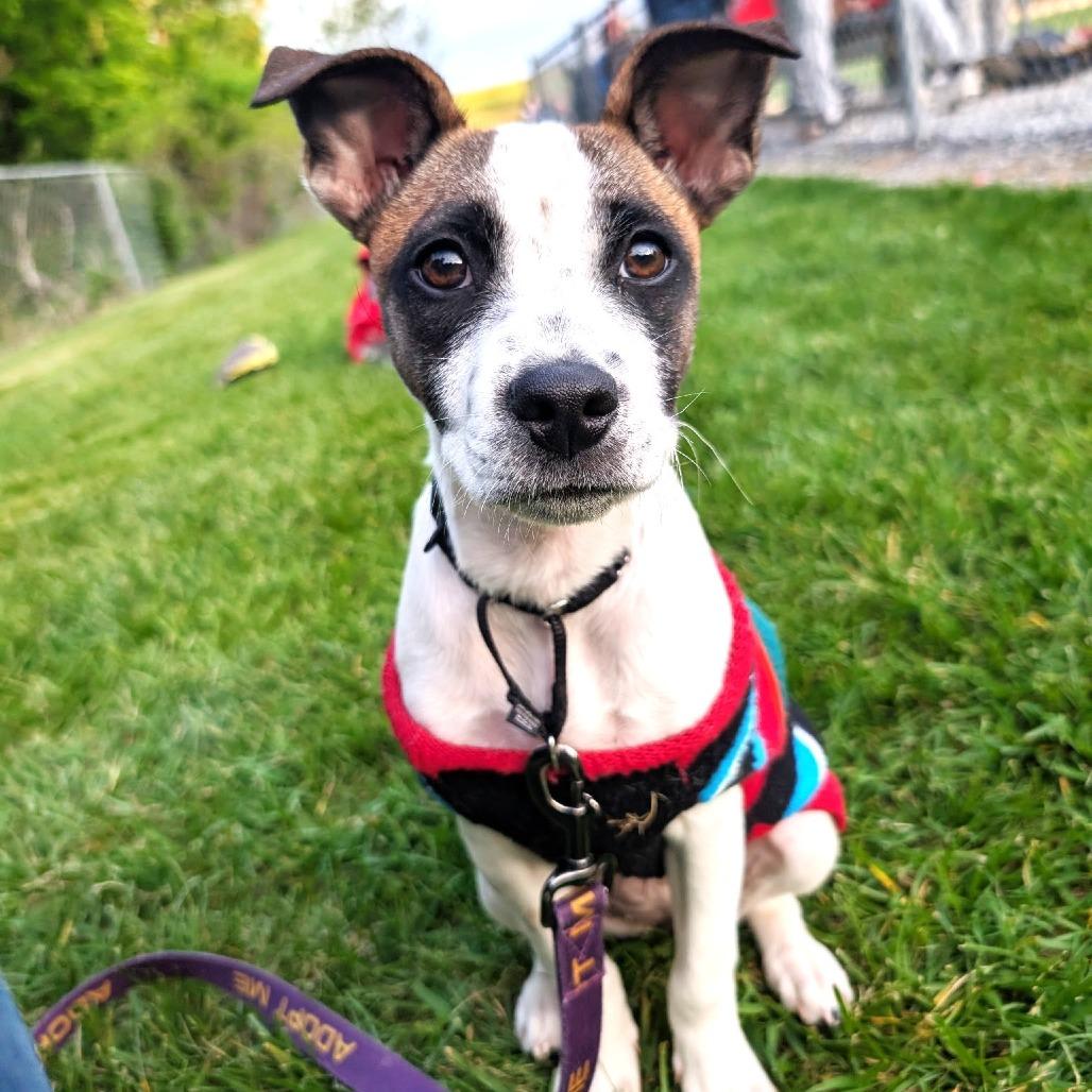 Meeko, a Adoptable mixed breed in Chantilly, VA image 2/6