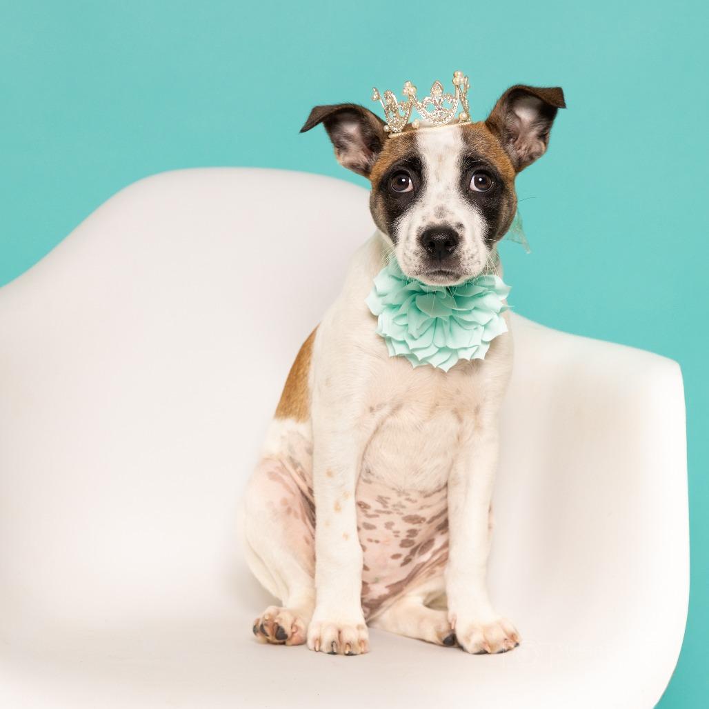 Meeko, a Adoptable mixed breed in Chantilly, VA image 3/6