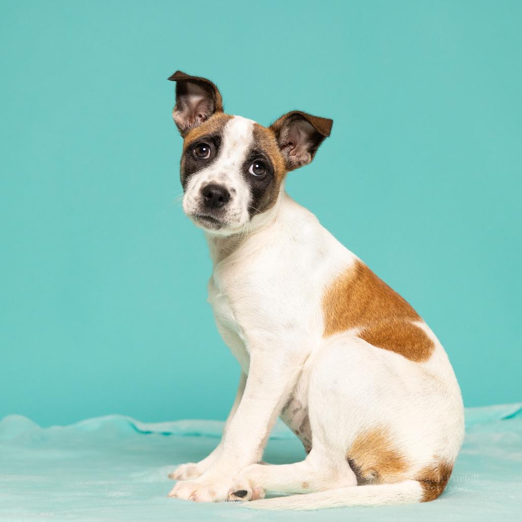 Meeko, a Adoptable mixed breed in Chantilly, VA image 4/6