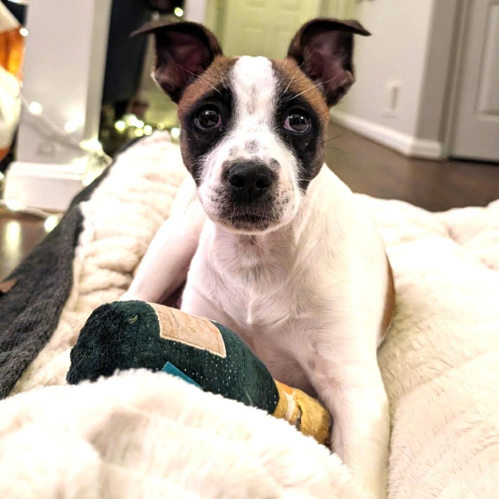 Meeko, a Adoptable mixed breed in Chantilly, VA image 5/6