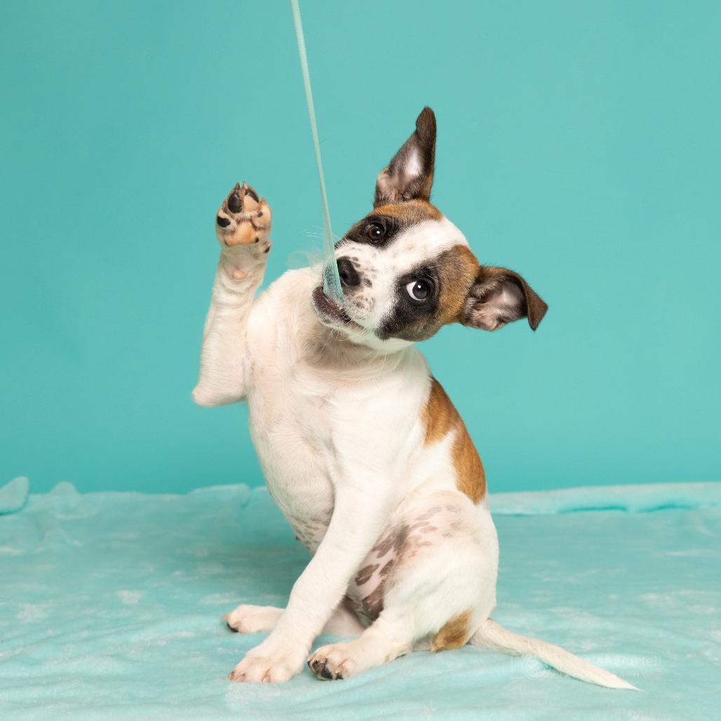 Meeko, a Adoptable mixed breed in Chantilly, VA image 6/6