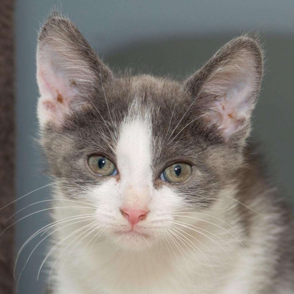 Enlarge Reef, a Adoptable Domestic Medium Hair in Troy, OH image 1/2