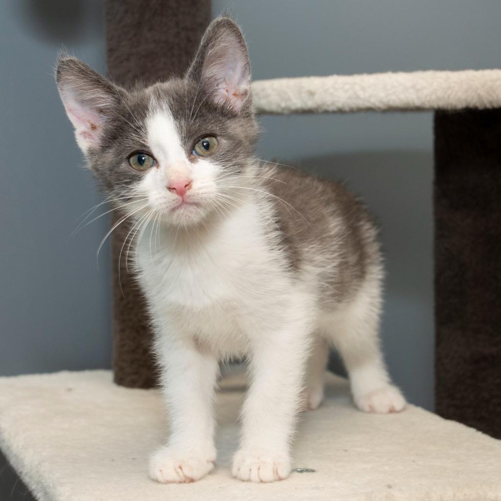 Enlarge Reef, a Adoptable Domestic Medium Hair in Troy, OH image 2/2
