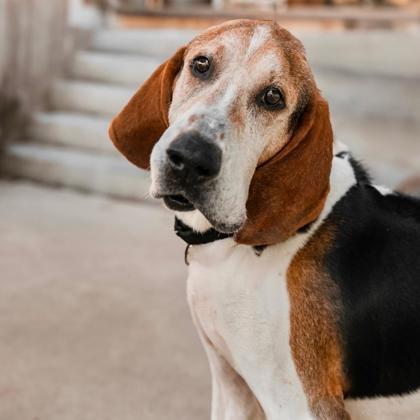 Boone, a Adoptable mixed breed in Richmond, VA image 2/6