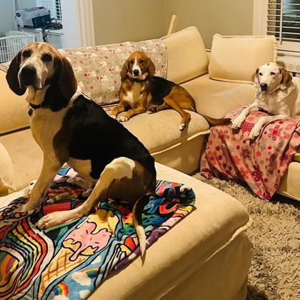 Boone, a Adoptable mixed breed in Richmond, VA image 5/6