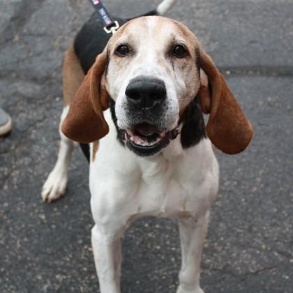 Boone, a Adoptable mixed breed in Richmond, VA image 6/6
