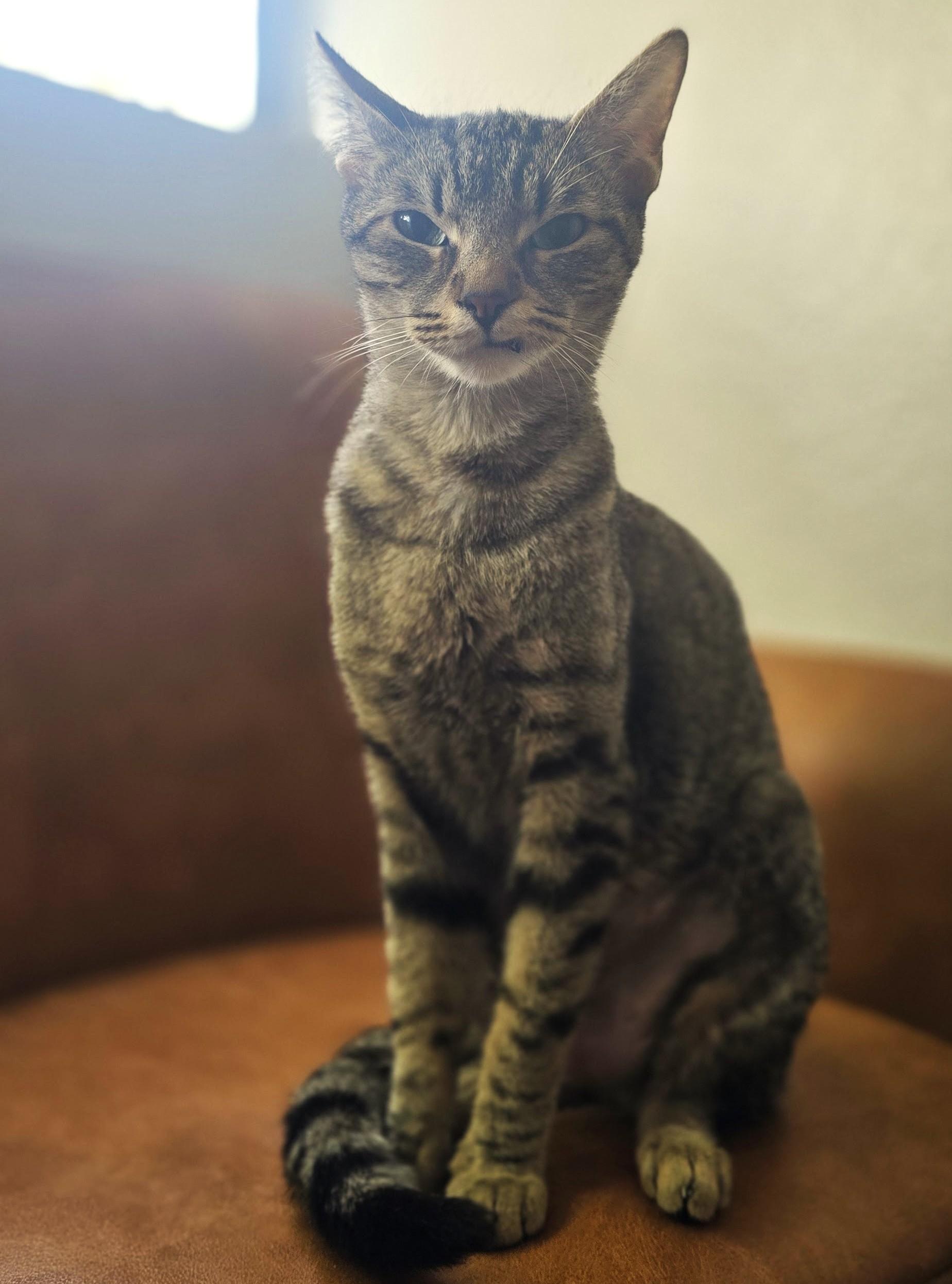 Mozzy