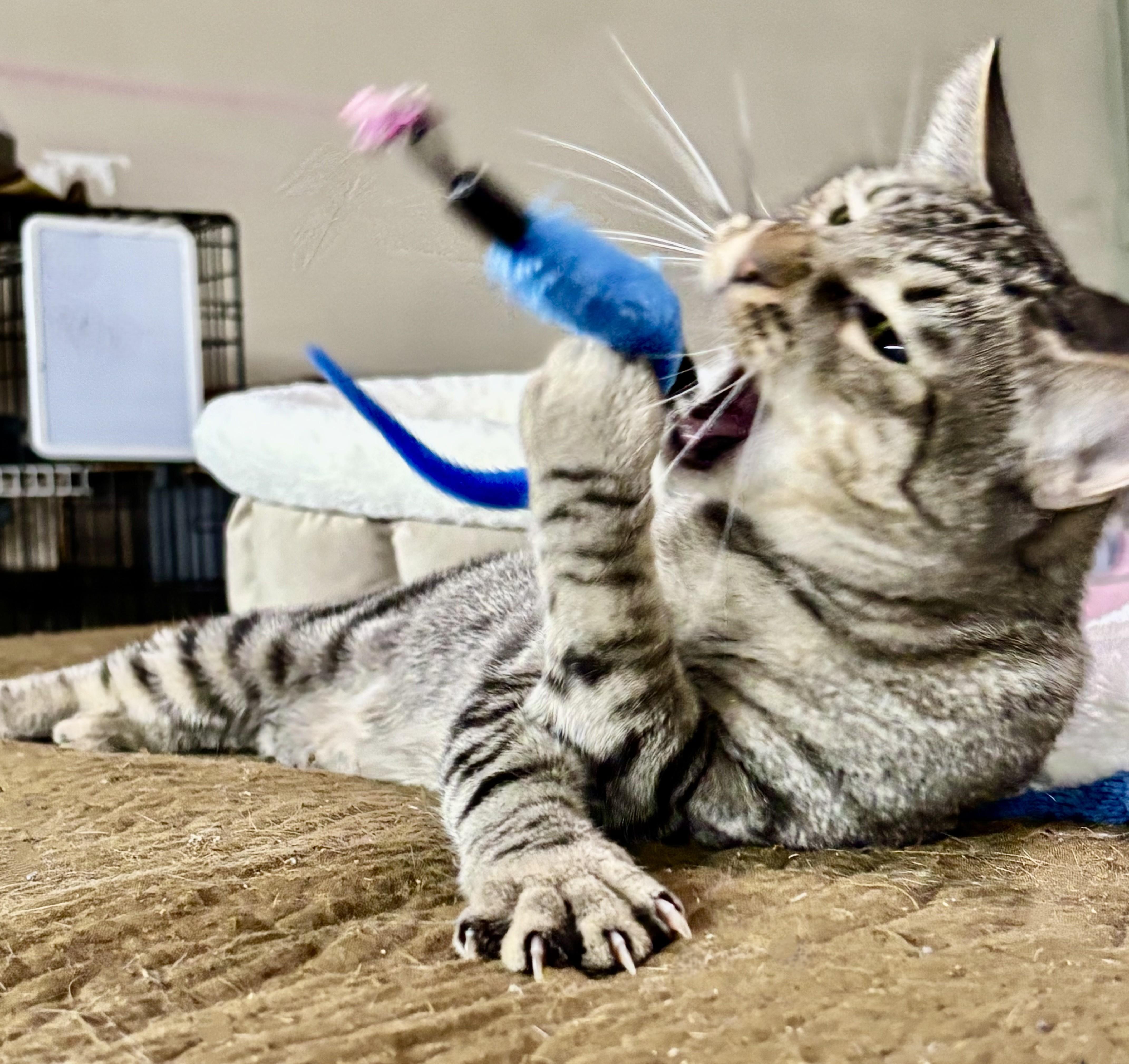 Maserati Aka Mozzy, Adoptable, Adult Female American Shorthair & Oriental Short Hair.