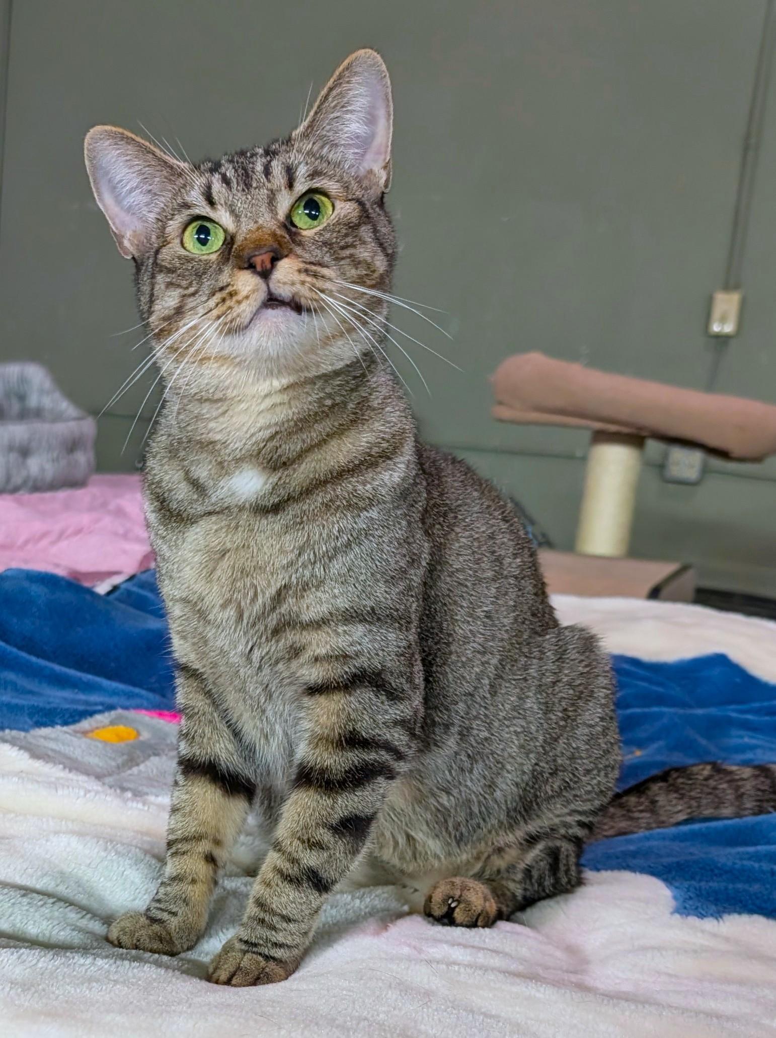 Maserati aka Mozzy, Adoptable, Adult Female American Shorthair & Oriental Short Hair.