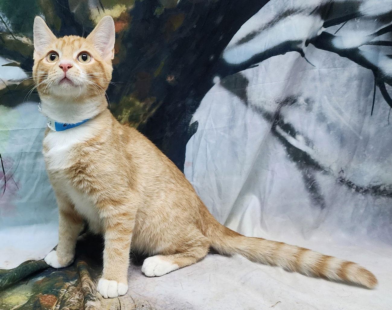 Enlarge 251845  Nicholas, a Adopted Domestic Short Hair in Wetumpka, AL image 1/3