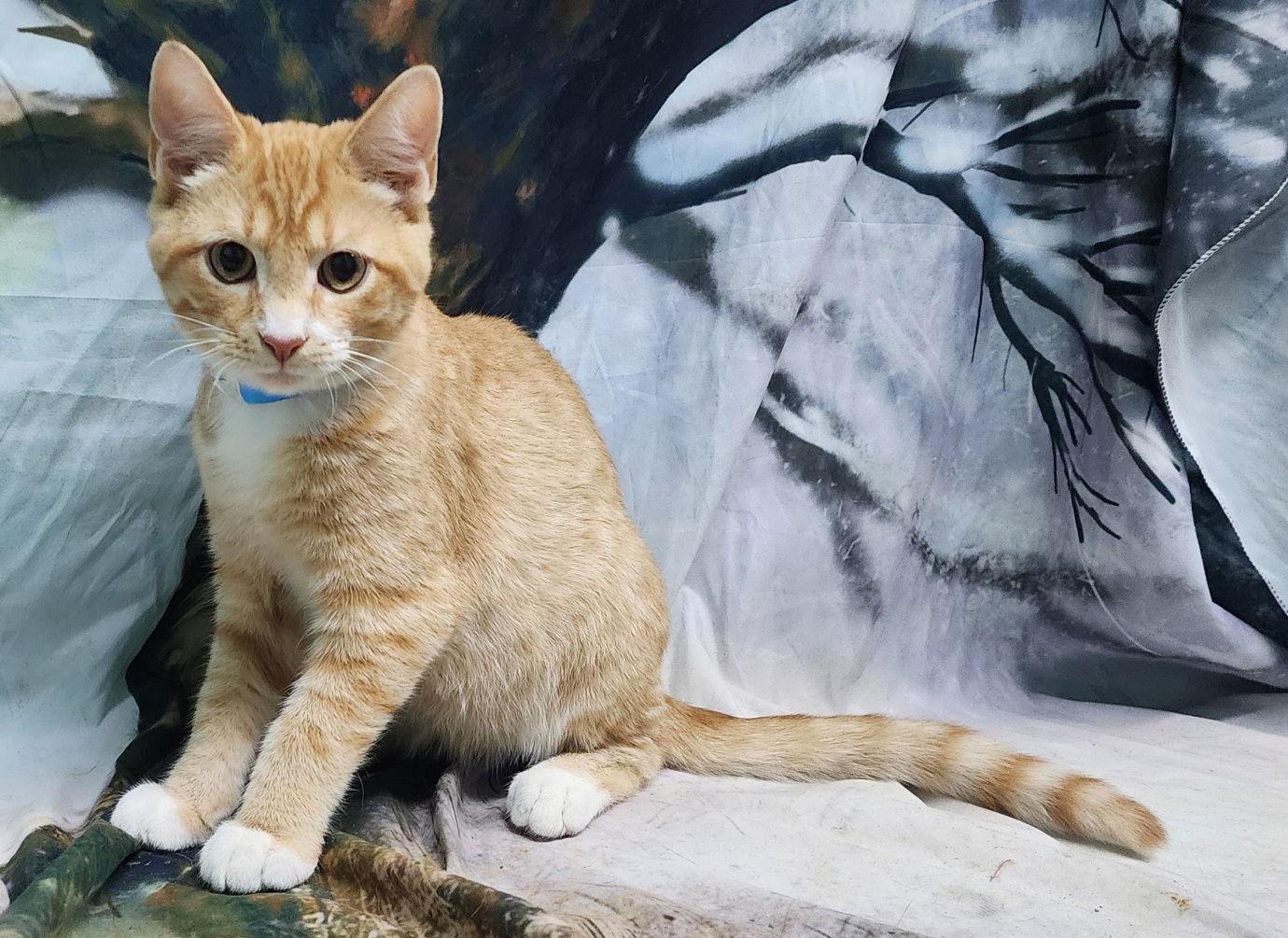 Enlarge 251845  Nicholas, a Adopted Domestic Short Hair in Wetumpka, AL image 2/3