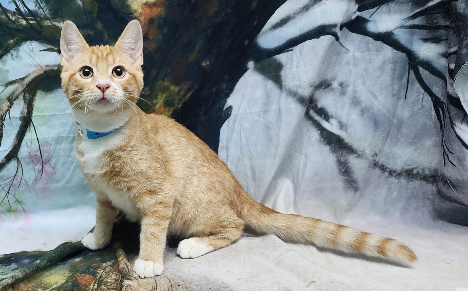 Enlarge 251845  Nicholas, a Adopted Domestic Short Hair in Wetumpka, AL image 3/3