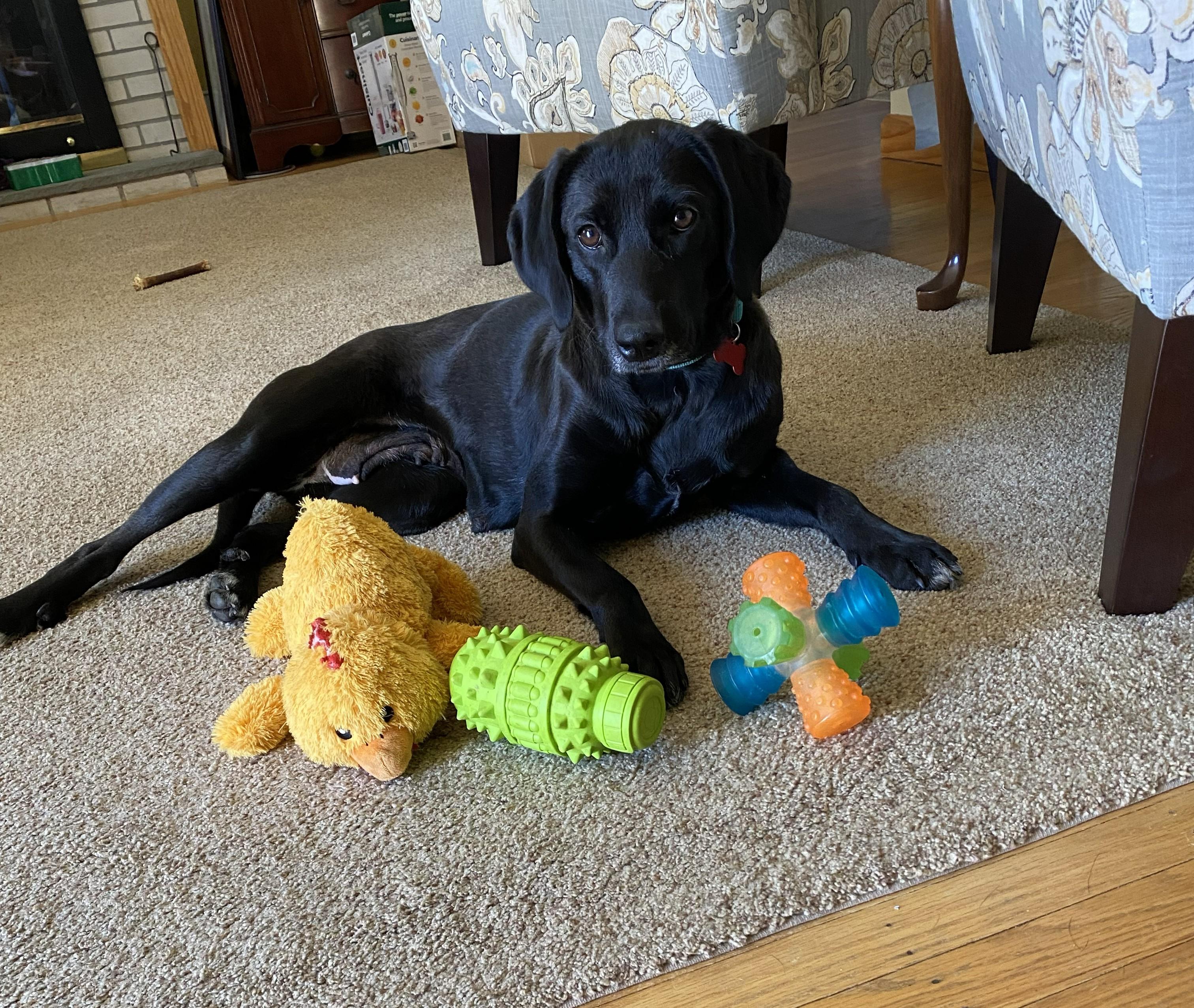 Enlarge Penny, a ADOPTABLE Black Labrador Retriever in Southampton, PA image 1/1