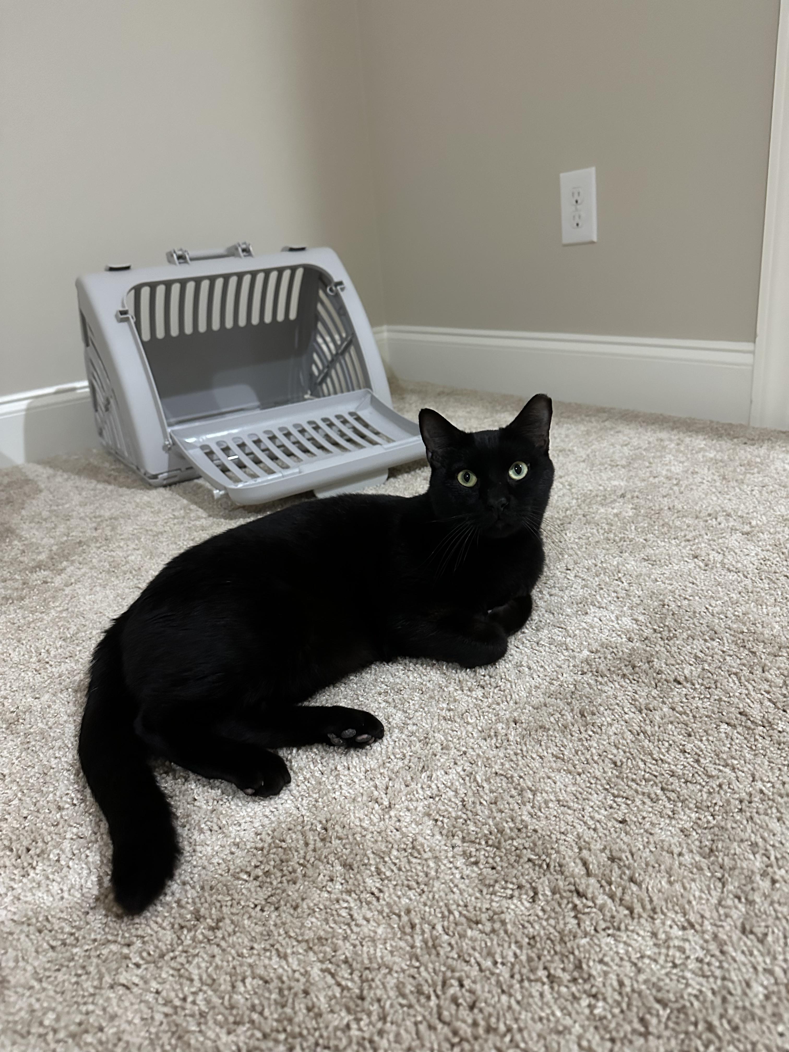 Ronan, a Adoptable Bombay in Wilmington, NC image 3/6