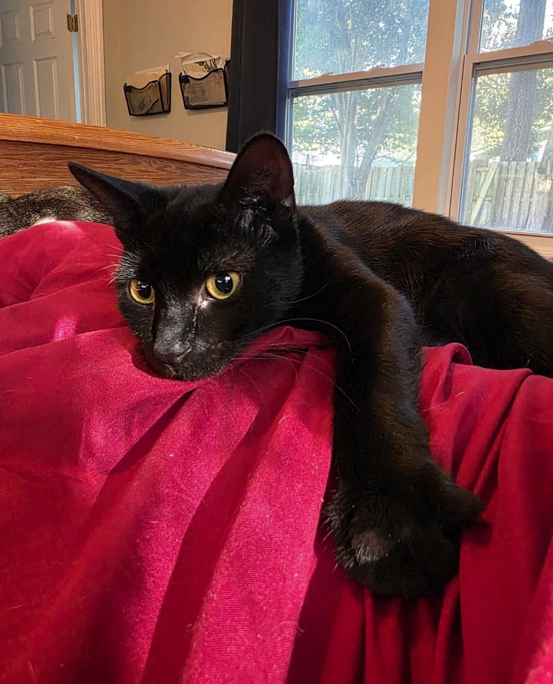 Ronan, a Adoptable Bombay in Wilmington, NC image 5/6