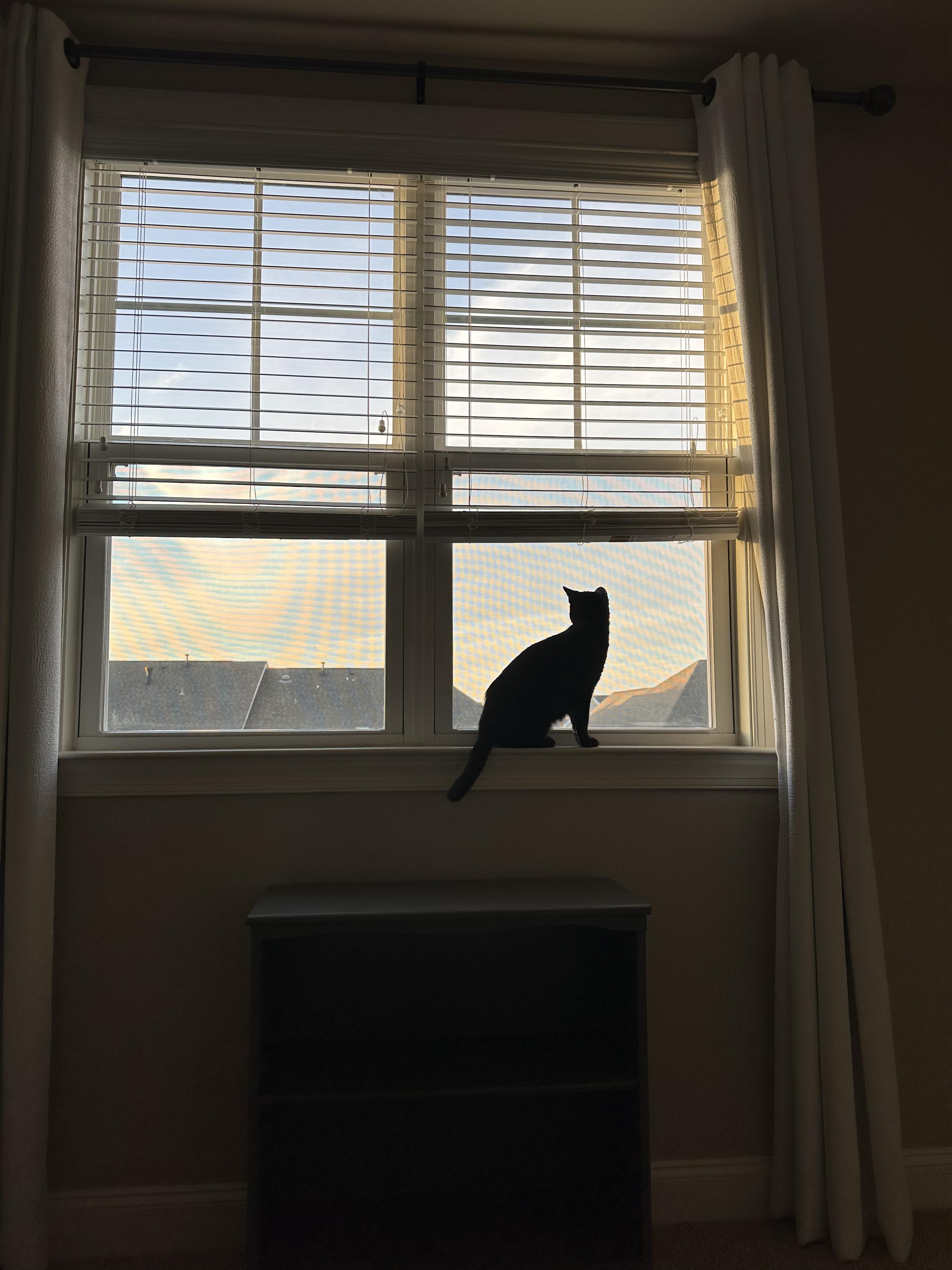 Ronan, a Adoptable Bombay in Wilmington, NC image 2/6