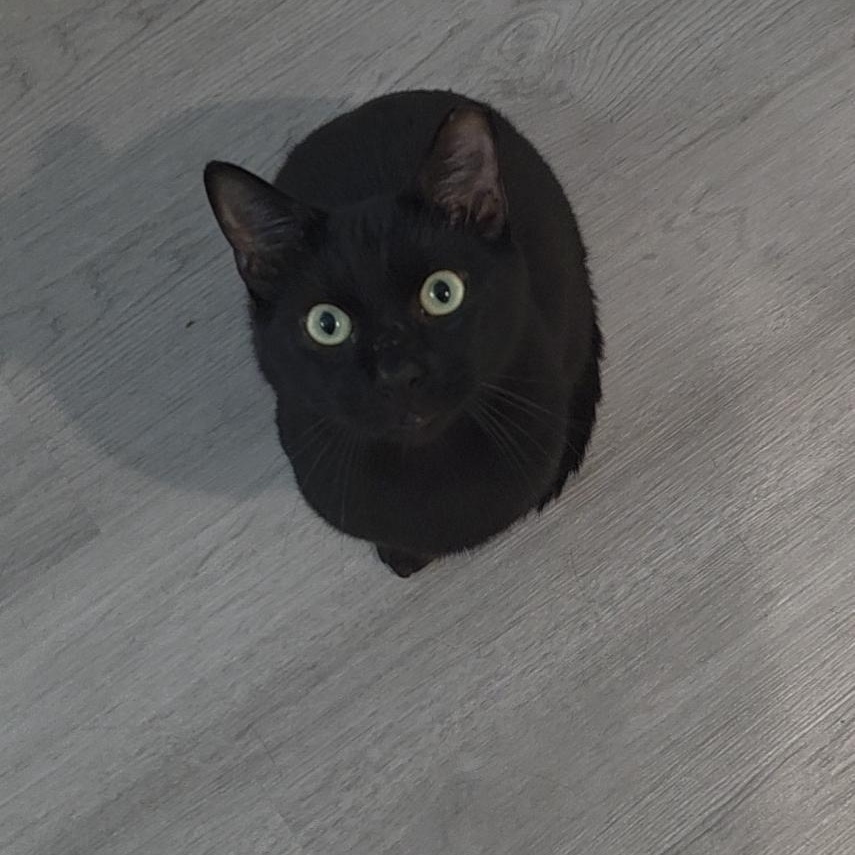 Ronan, Adoptable, Adult Male Bombay.