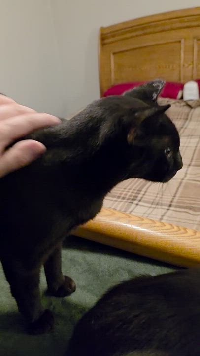 Enlarge Ronan, a Adoptable Bombay in Wilmington, NC video 4/6