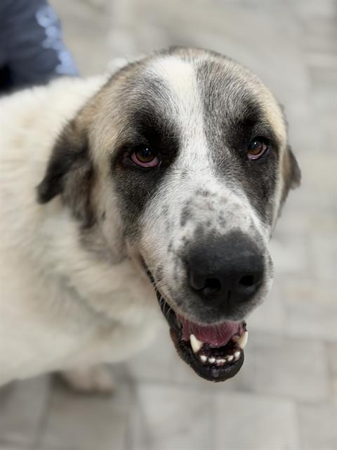 LULU photo