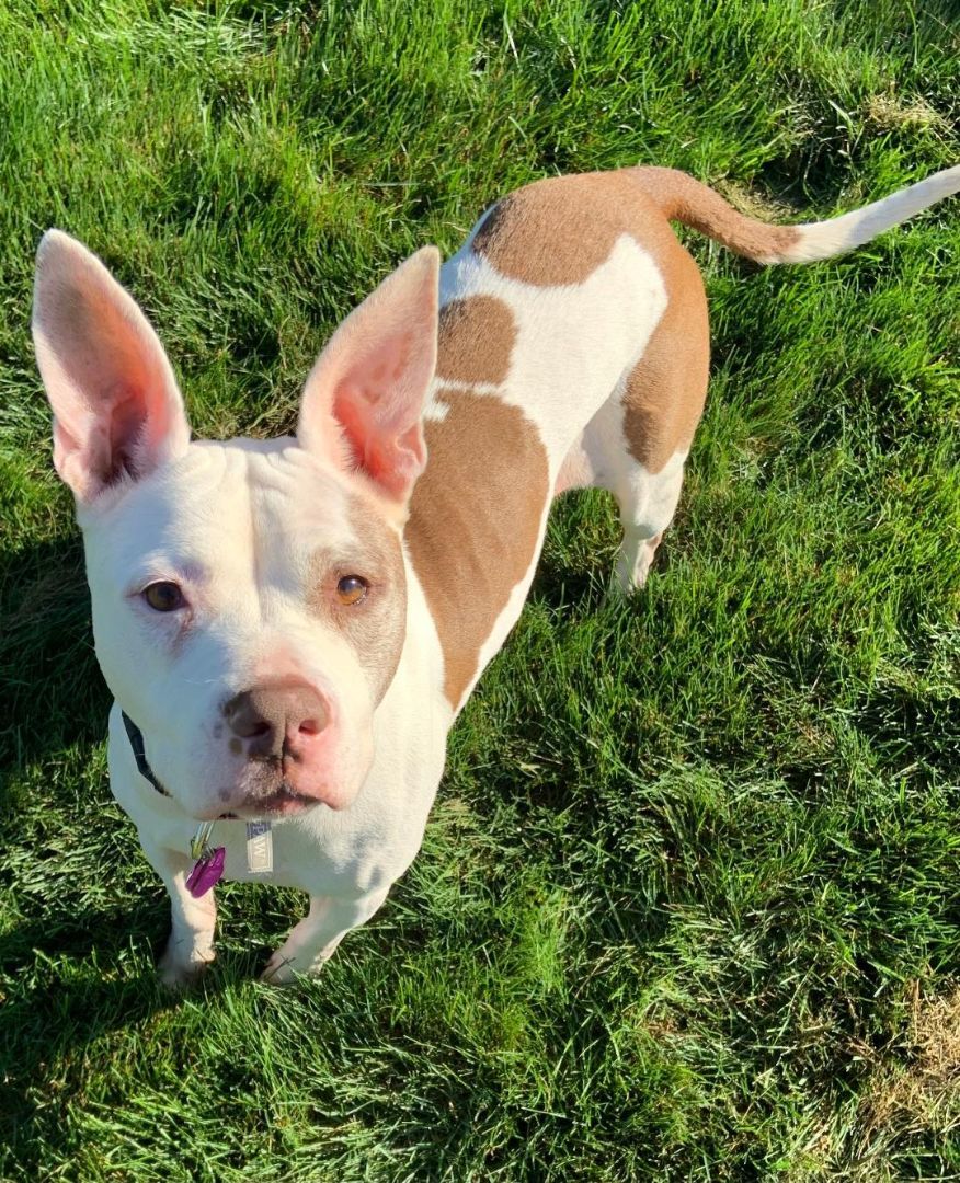 Bella, a Adoptable mixed breed in Wadsworth, OH image 1/3