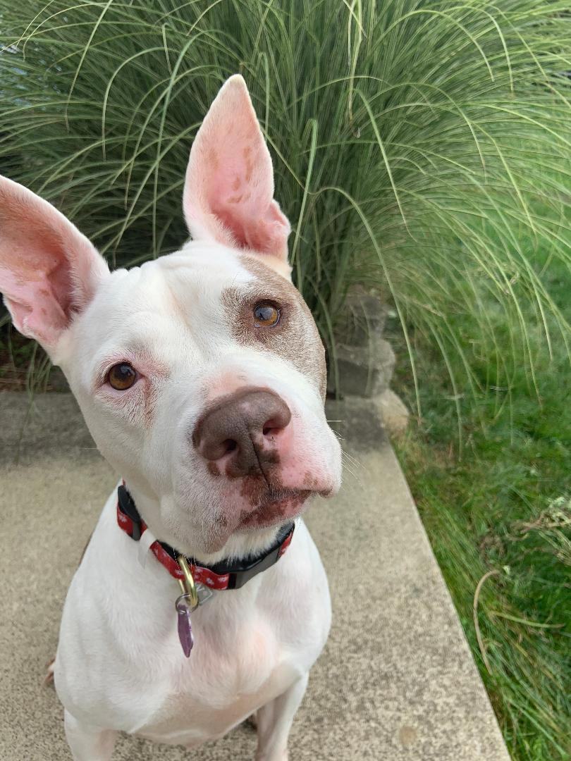 Bella, a Adoptable mixed breed in Wadsworth, OH image 2/3