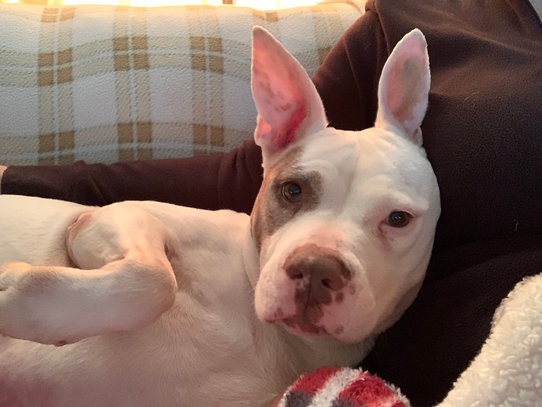 Bella, a Adoptable mixed breed in Wadsworth, OH image 3/3