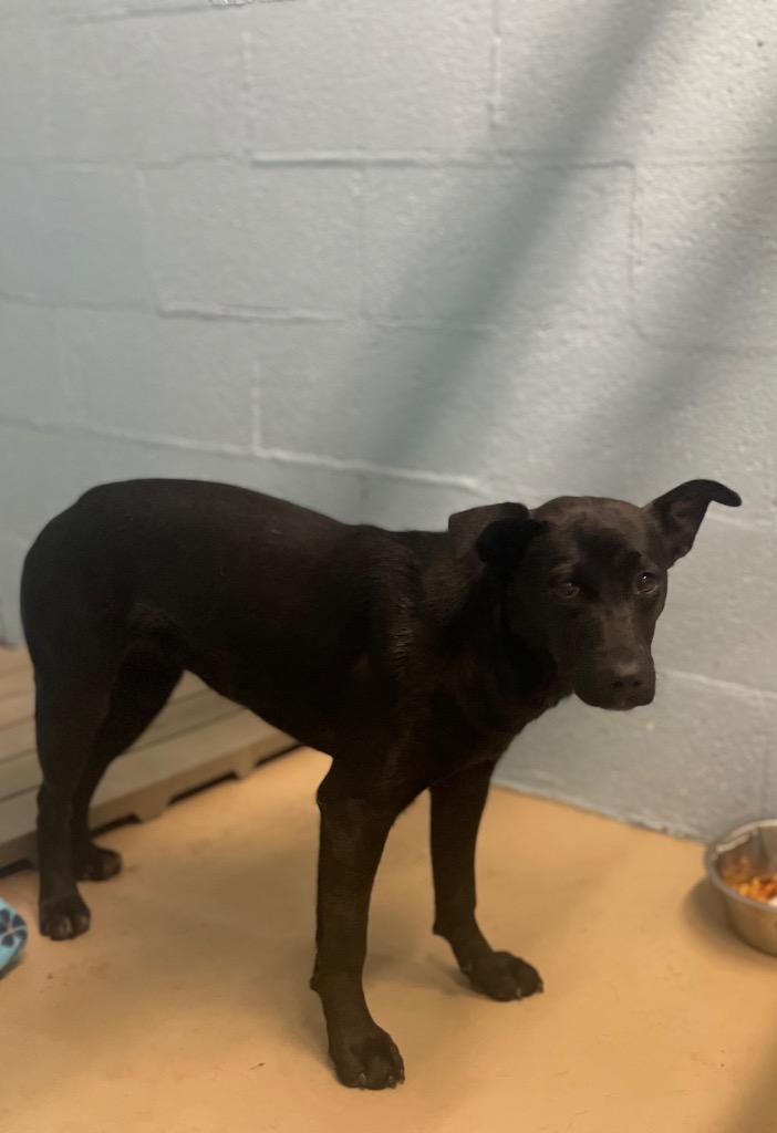 Enlarge Jezzie, a Adoptable mixed breed in Blountville, TN image 1/2