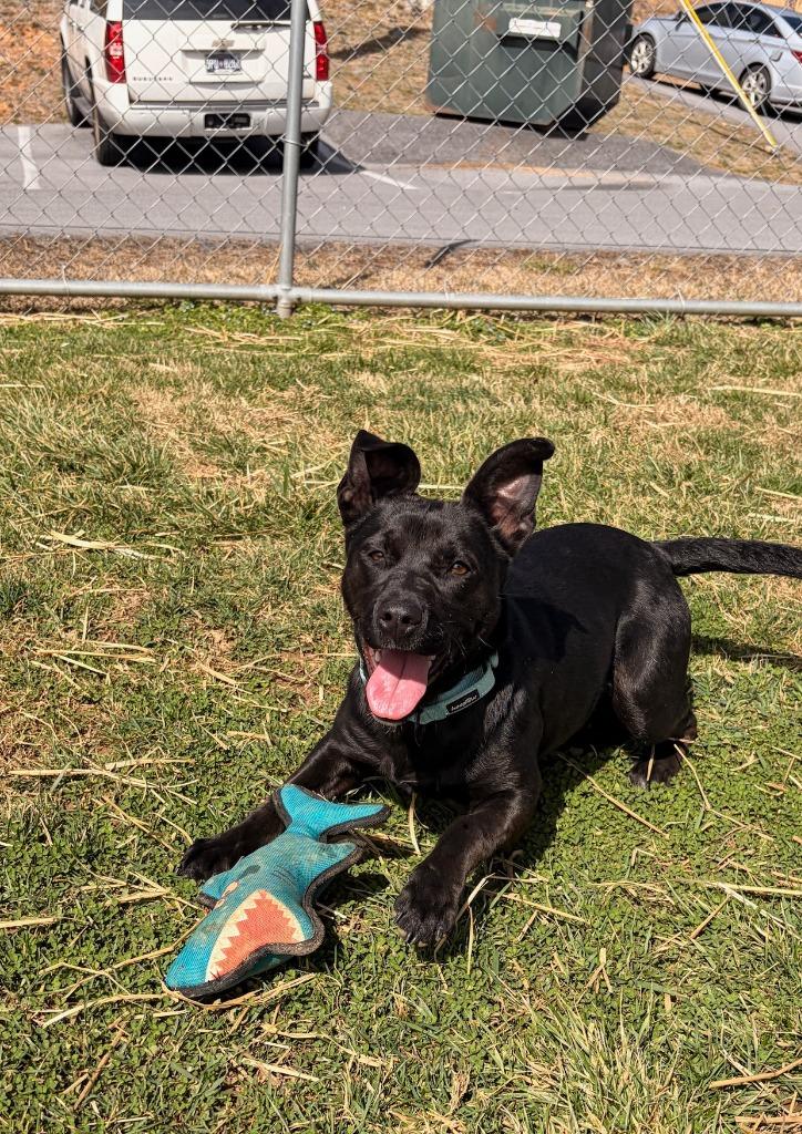 Enlarge Jezzie, a Adoptable mixed breed in Blountville, TN image 2/2