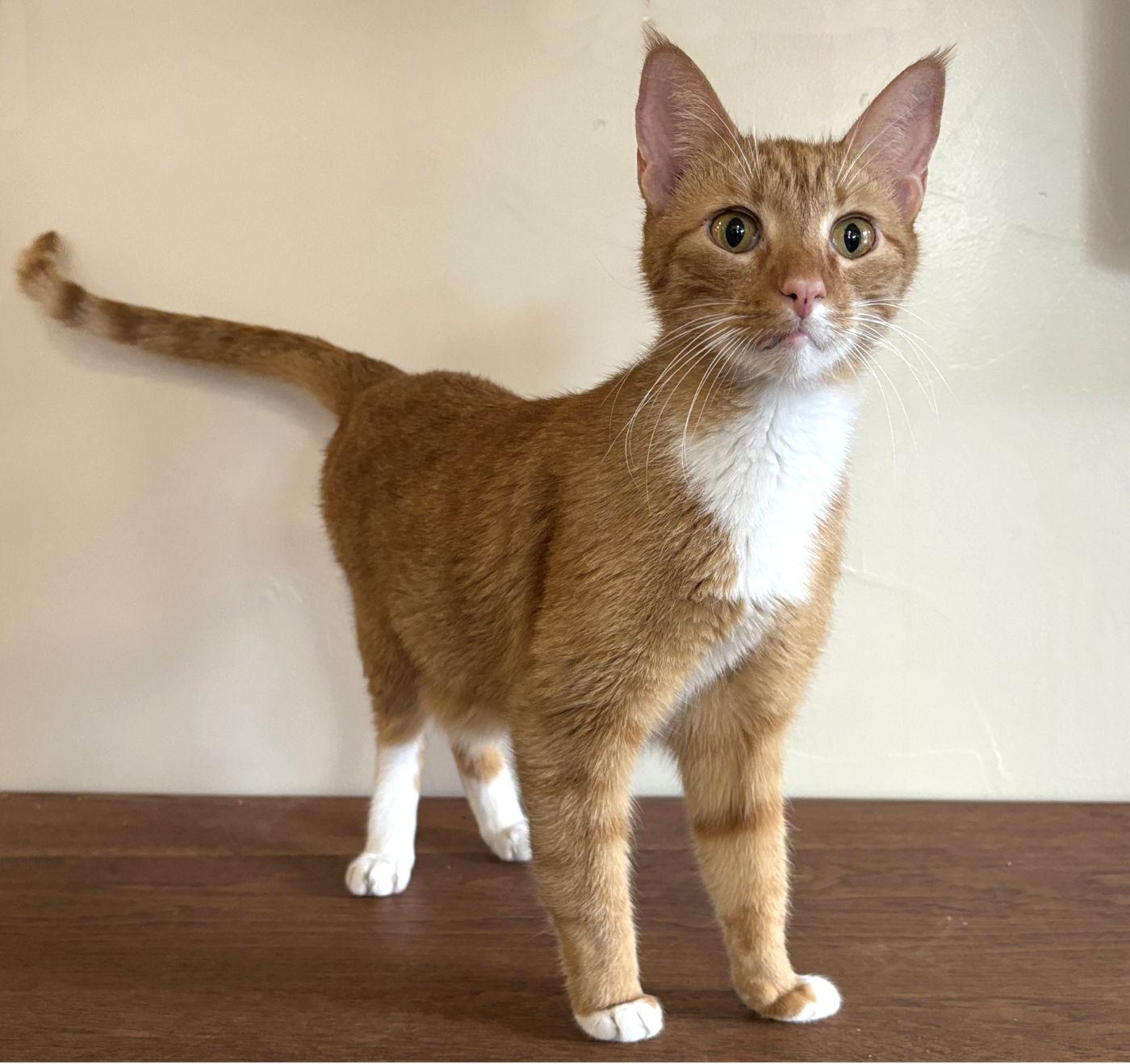 Couscous, a ADOPTABLE mixed breed in Manitou Springs, CO image 5/6
