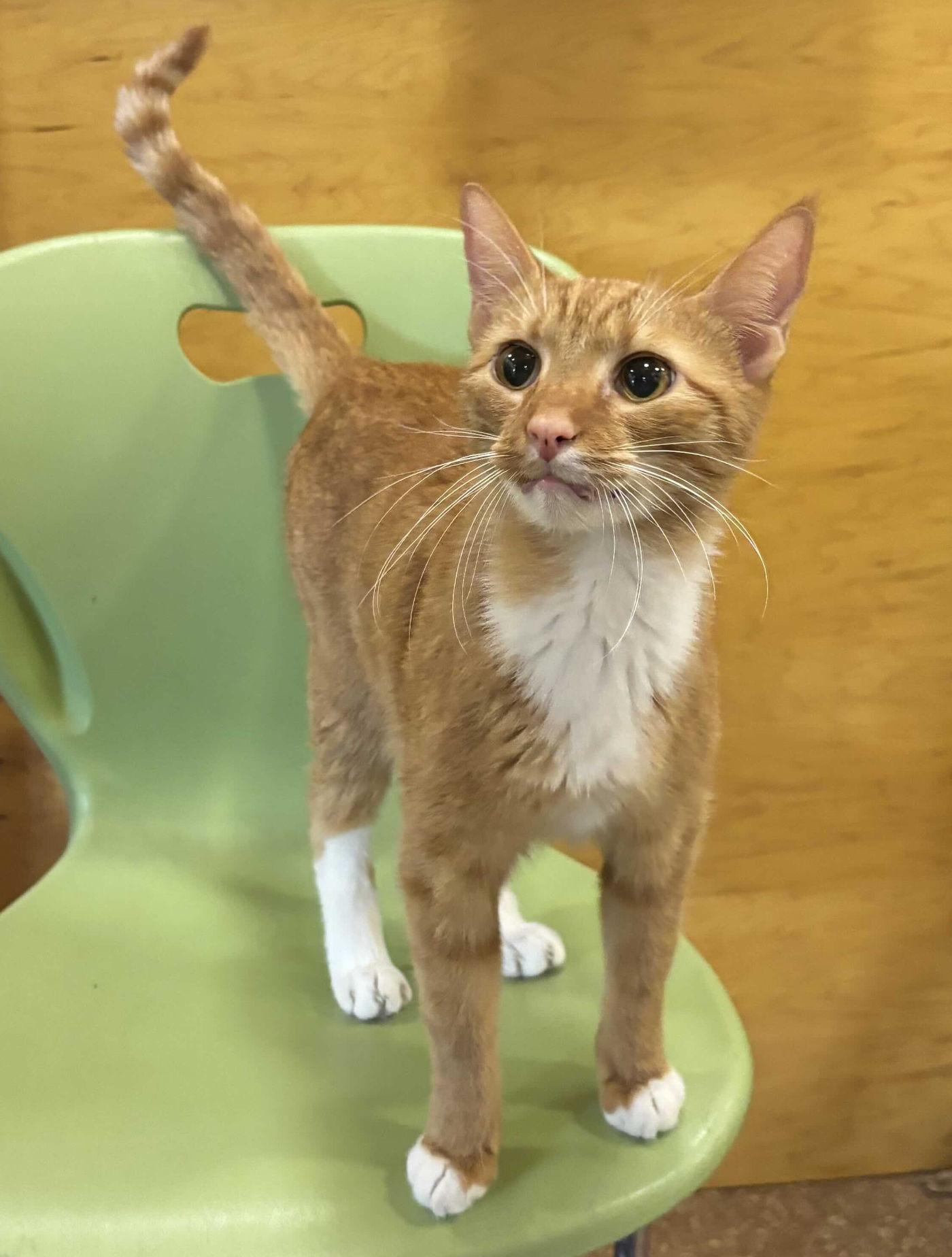 Couscous, a ADOPTABLE mixed breed in Manitou Springs, CO image 3/6